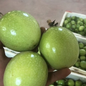 黄金百香果