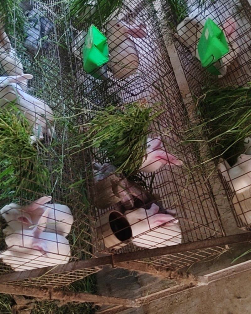 肉兔