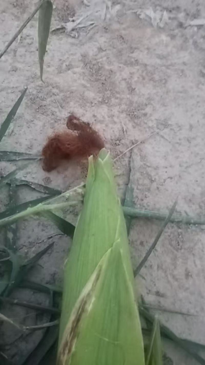 水果玉米，品种802