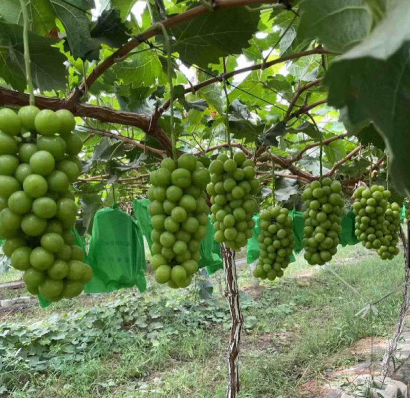 阳光玫瑰，自家葡萄园，大量有货，欢迎全国客商咨询