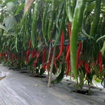 贵州辣椒新鲜上车价大量上市