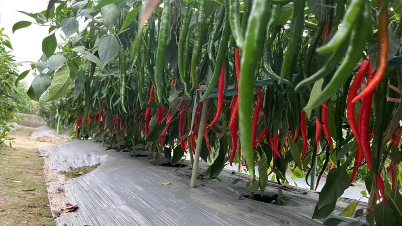 贵州辣椒新鲜上车价大量上市