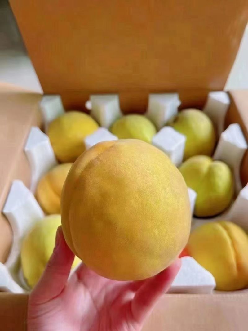 锦绣黄桃