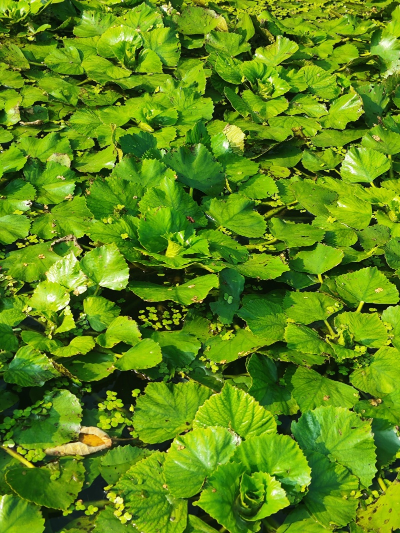 菱角，大青菱，牛角菱！
