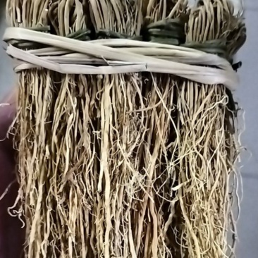 韶关龙须草