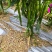 二斤条