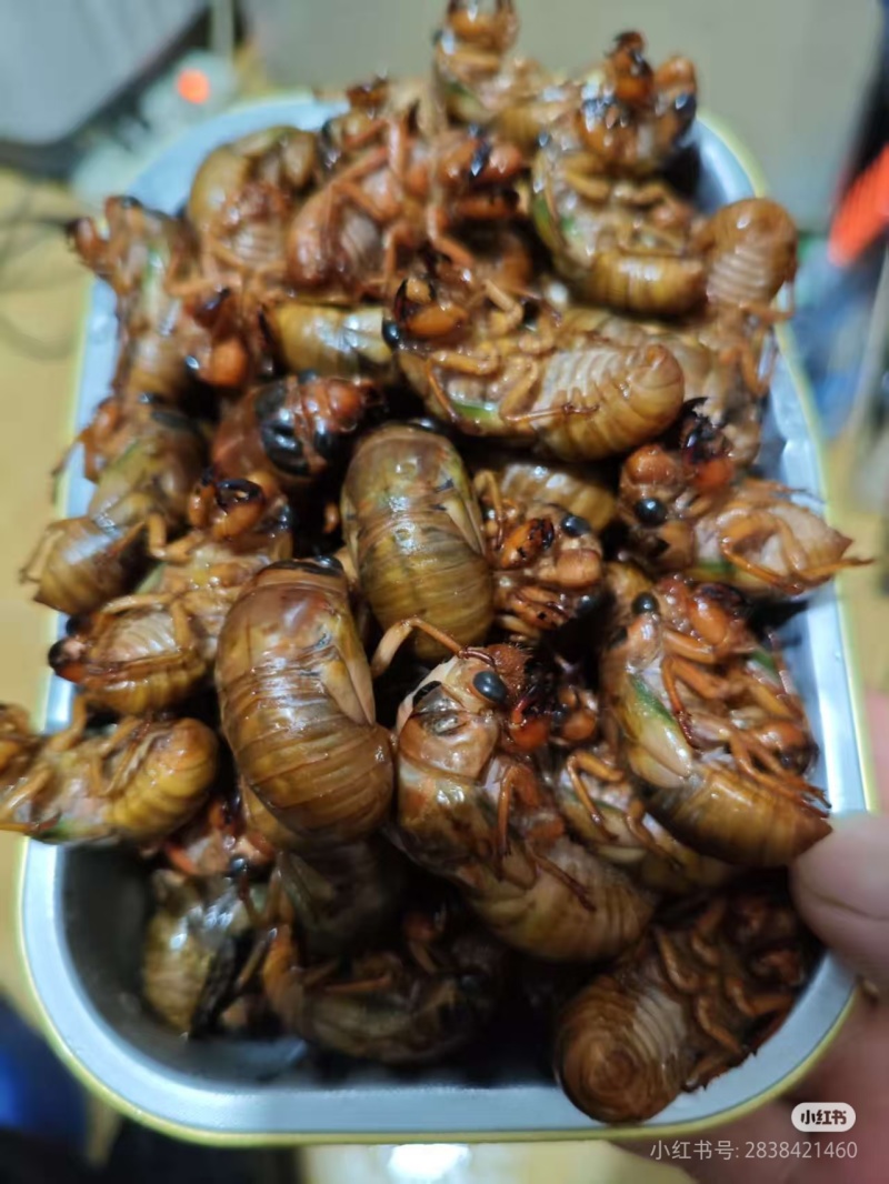 四川雅安大金蝉银蝉竹蝉，大凉山小杜仲蝉