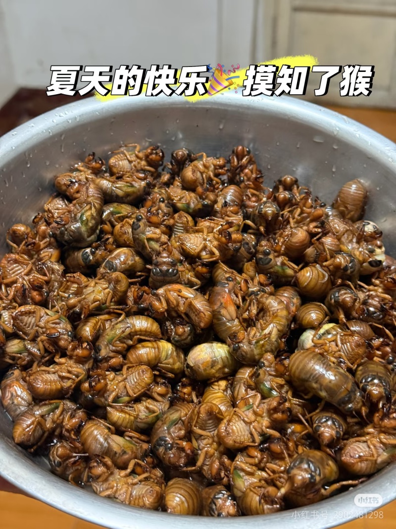 四川雅安大金蝉银蝉竹蝉，大凉山小杜仲蝉