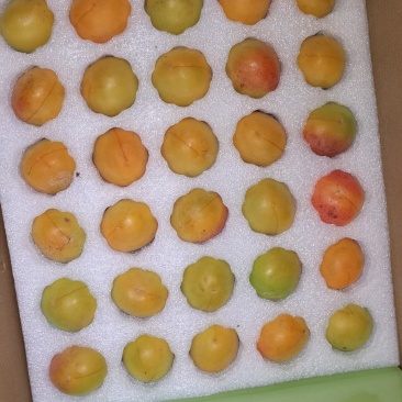 吊干杏，每筐12斤