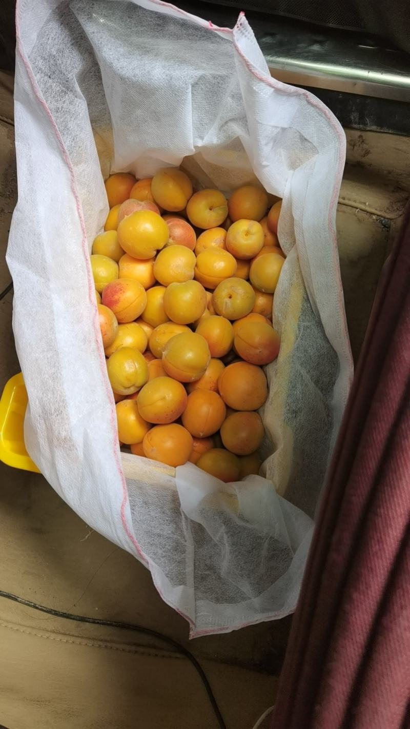 吊干杏，每筐12斤