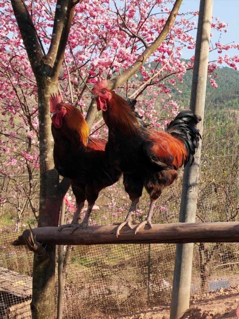 云南大理永平跑山鸡