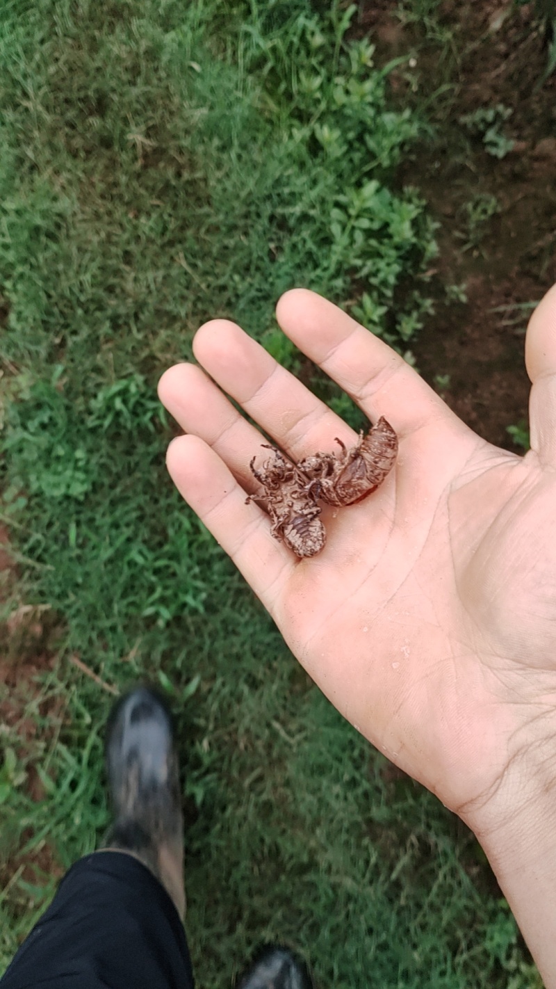 人工采摘，数量多多量大优惠，照片为实物