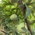 🌞靖州太阳坪奈李，一口甜到心尖的夏日珍馐！🌞✨