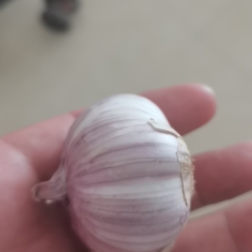 大蒜