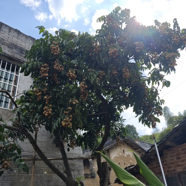 都平黄皮