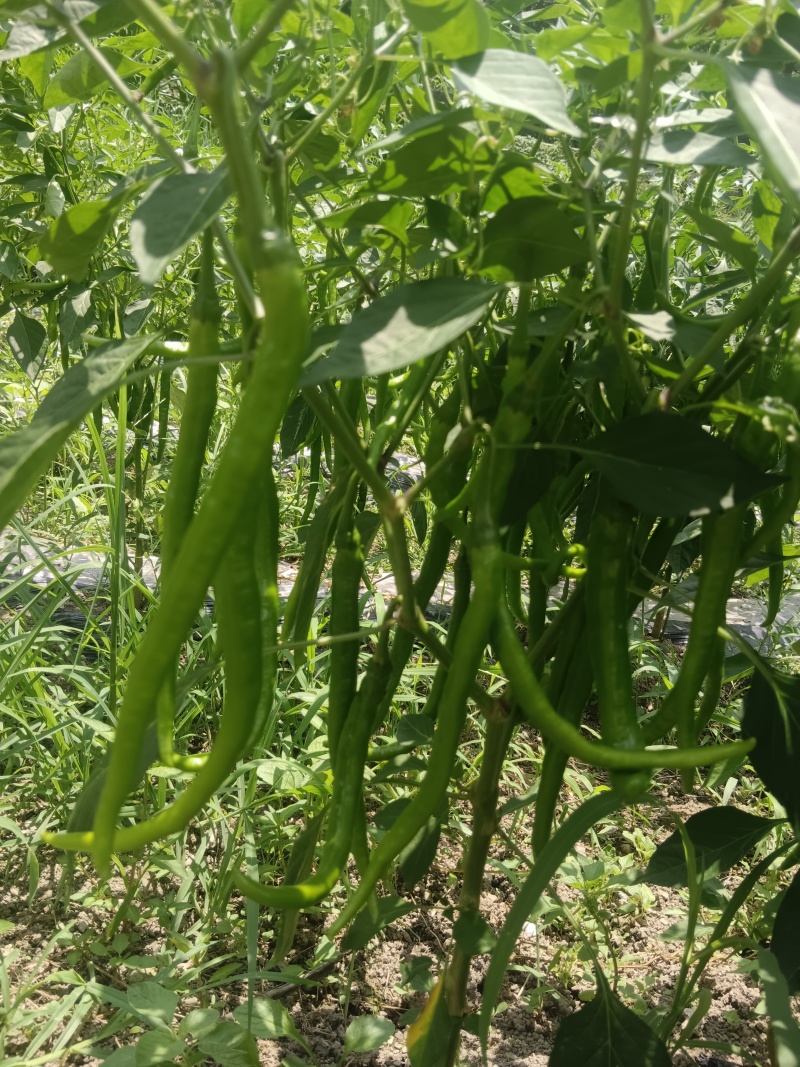 二荆条红