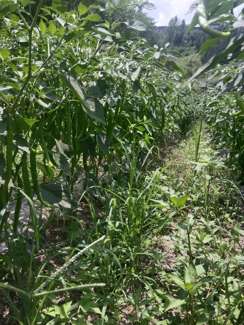 二荆条红
