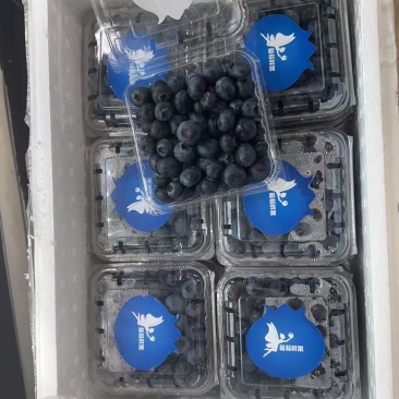 蓝莓鲜果