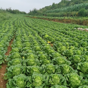 贵州省毕节市威宁县白菜