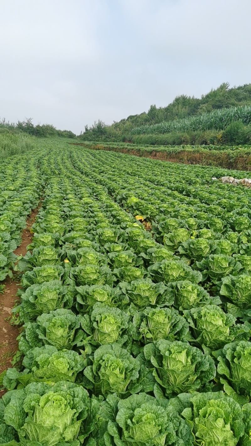 贵州省毕节市威宁县白菜