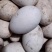 鹅蛋（优质大鹅蛋）农户散养随捡随发，营养价值高