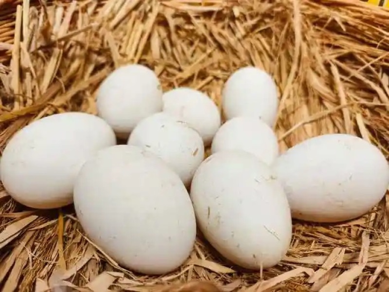 鹅蛋（优质大鹅蛋）农户散养随捡随发，营养价值高