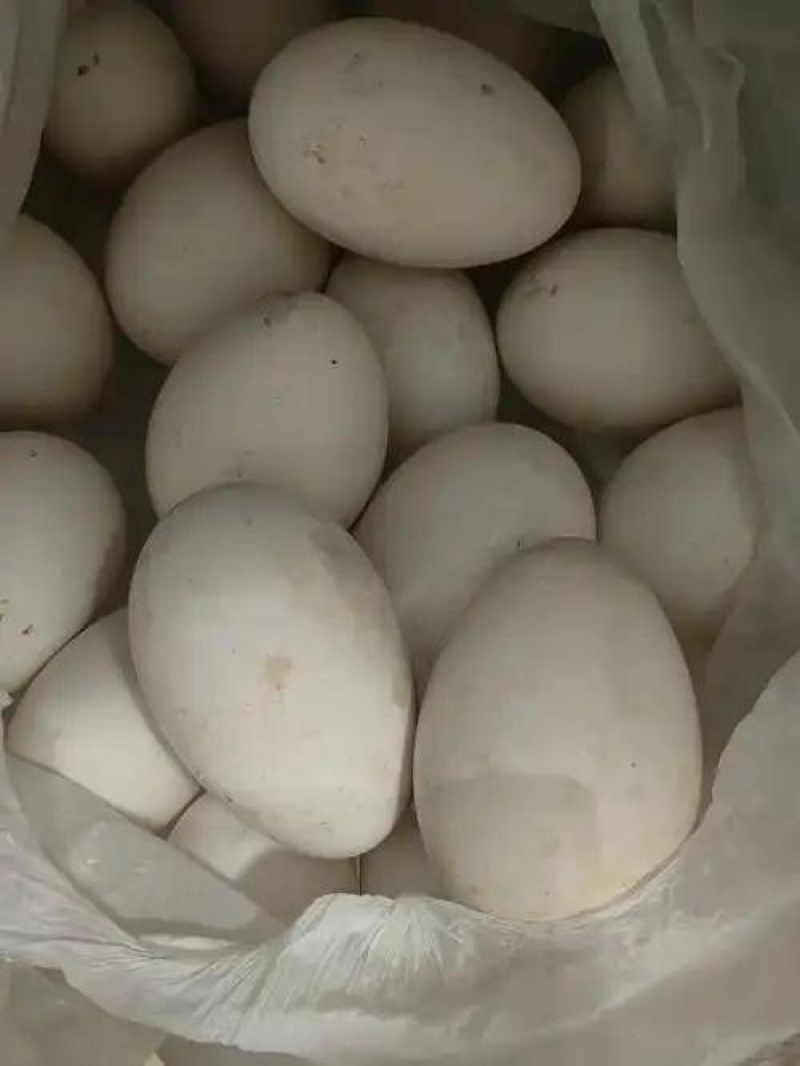 鹅蛋（优质大鹅蛋）农户散养随捡随发，营养价值高