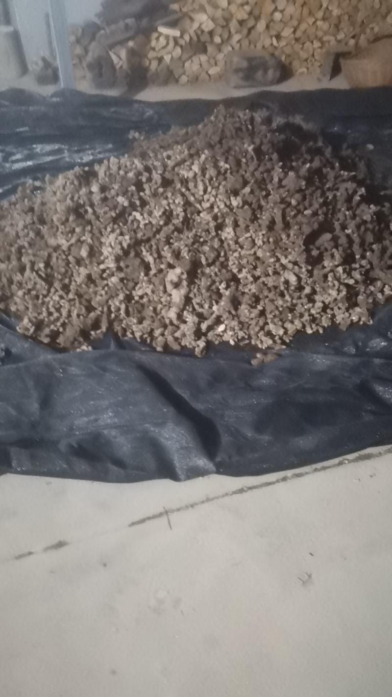 中药材猪苓