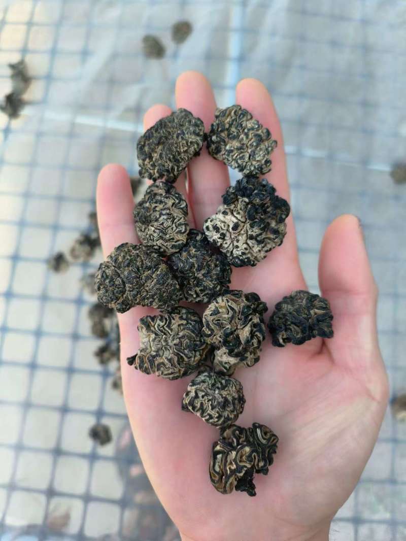 核桃菌产地直发，保证一手货源售后品质有保障，当地最大工厂