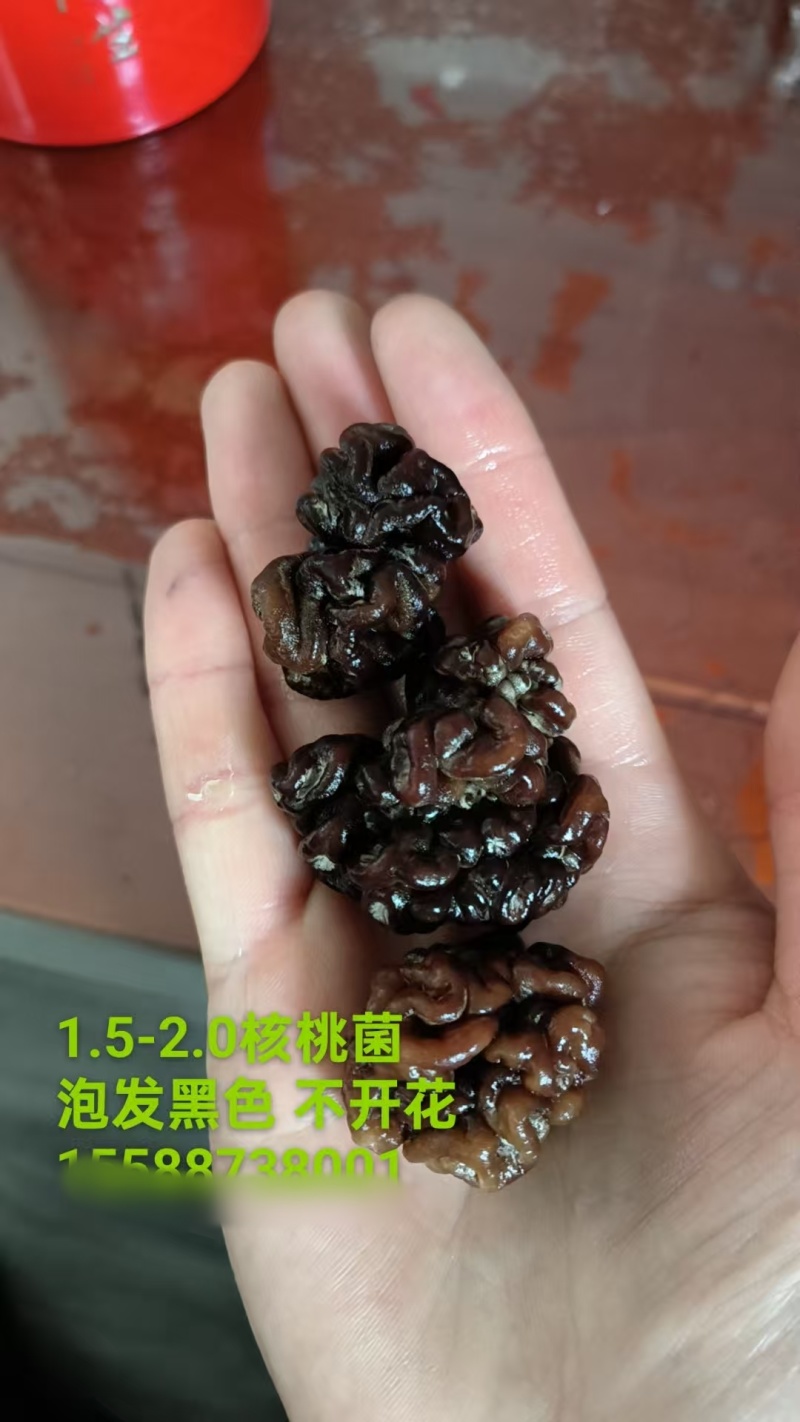 核桃菌产地直发，保证一手货源售后品质有保障，当地最大工厂