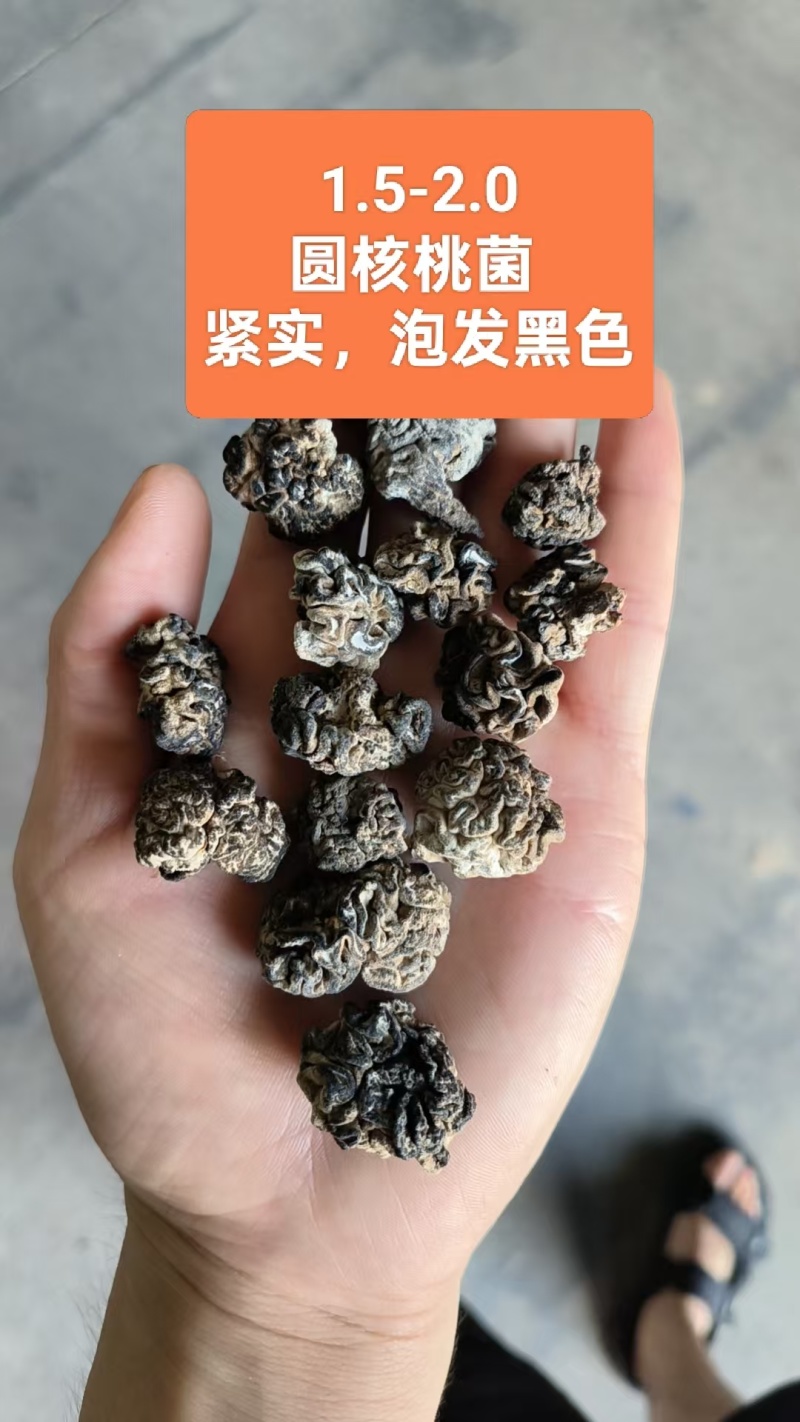 核桃菌产地直发，保证一手货源售后品质有保障，当地最大工厂