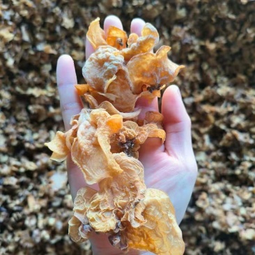 羊肚耳菌●产地直销工厂直发，超量库存，满足各种货量需求◆