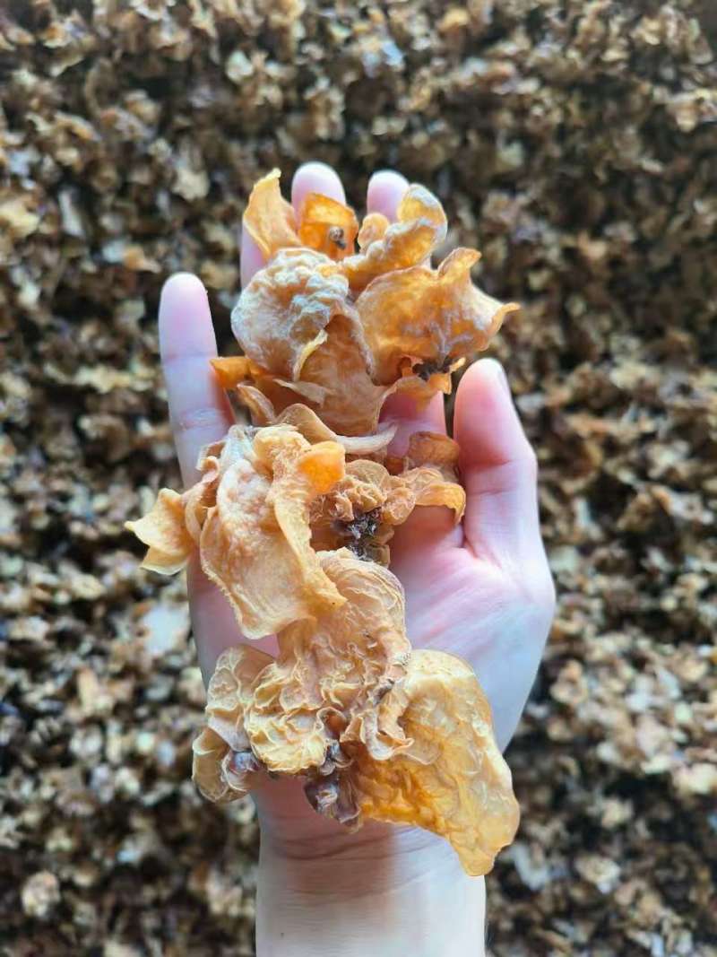 羊肚耳菌●产地直销工厂直发，超量库存，满足各种货量需求◆
