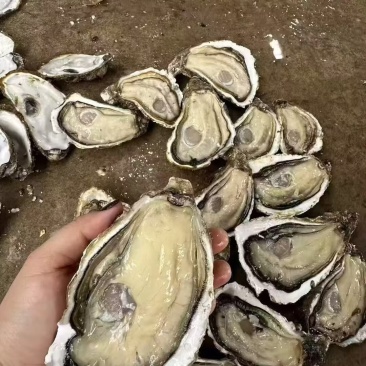 福建蚝一手批发，肥度漂亮，价格实惠可开半壳