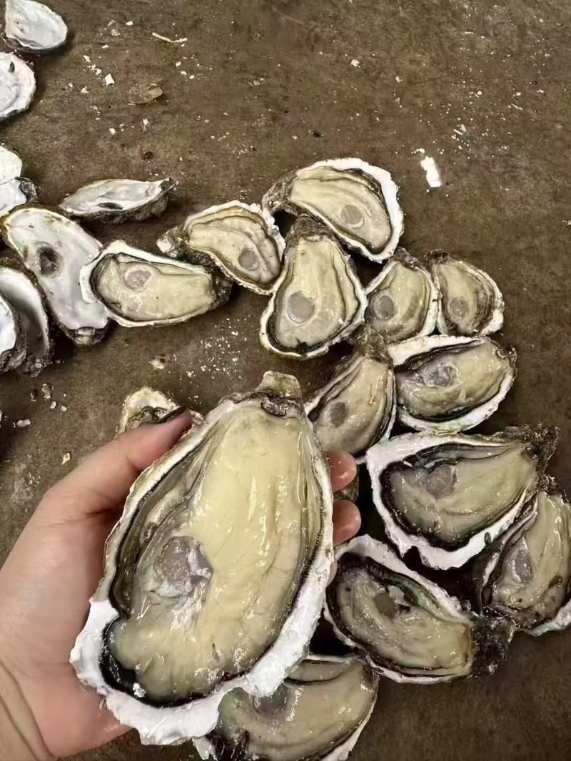 福建蚝一手批发，肥度漂亮，价格实惠可开半壳