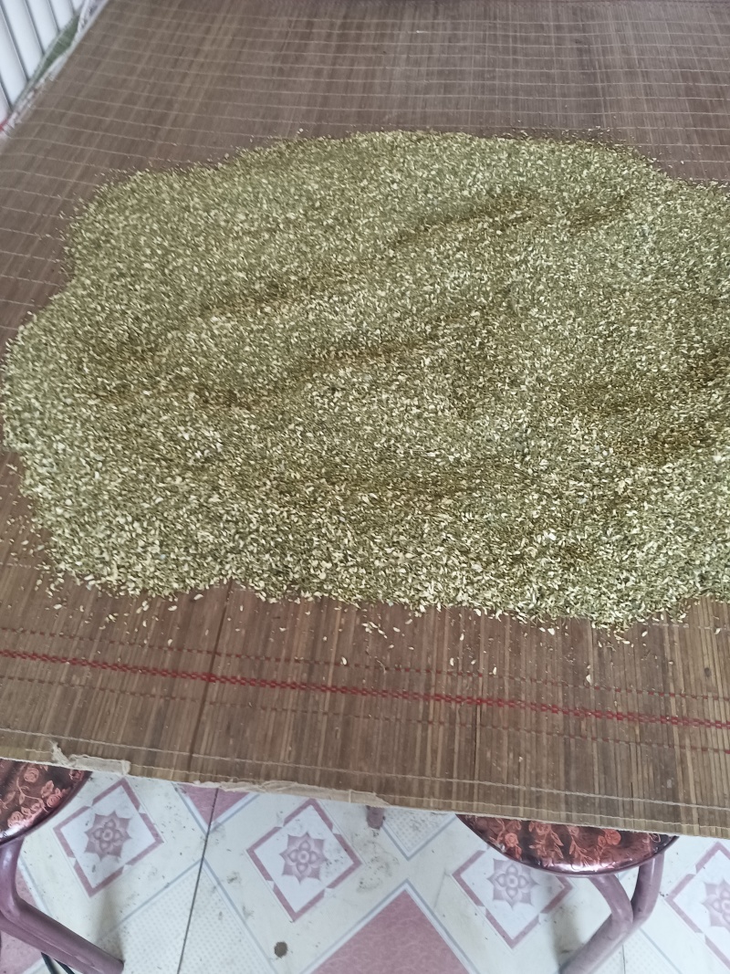 我用手工采摘纯净，优质好槐米