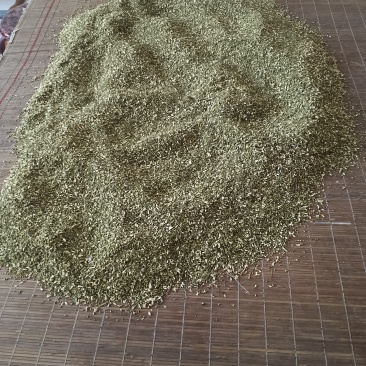 我用手工采摘纯净，优质好槐米