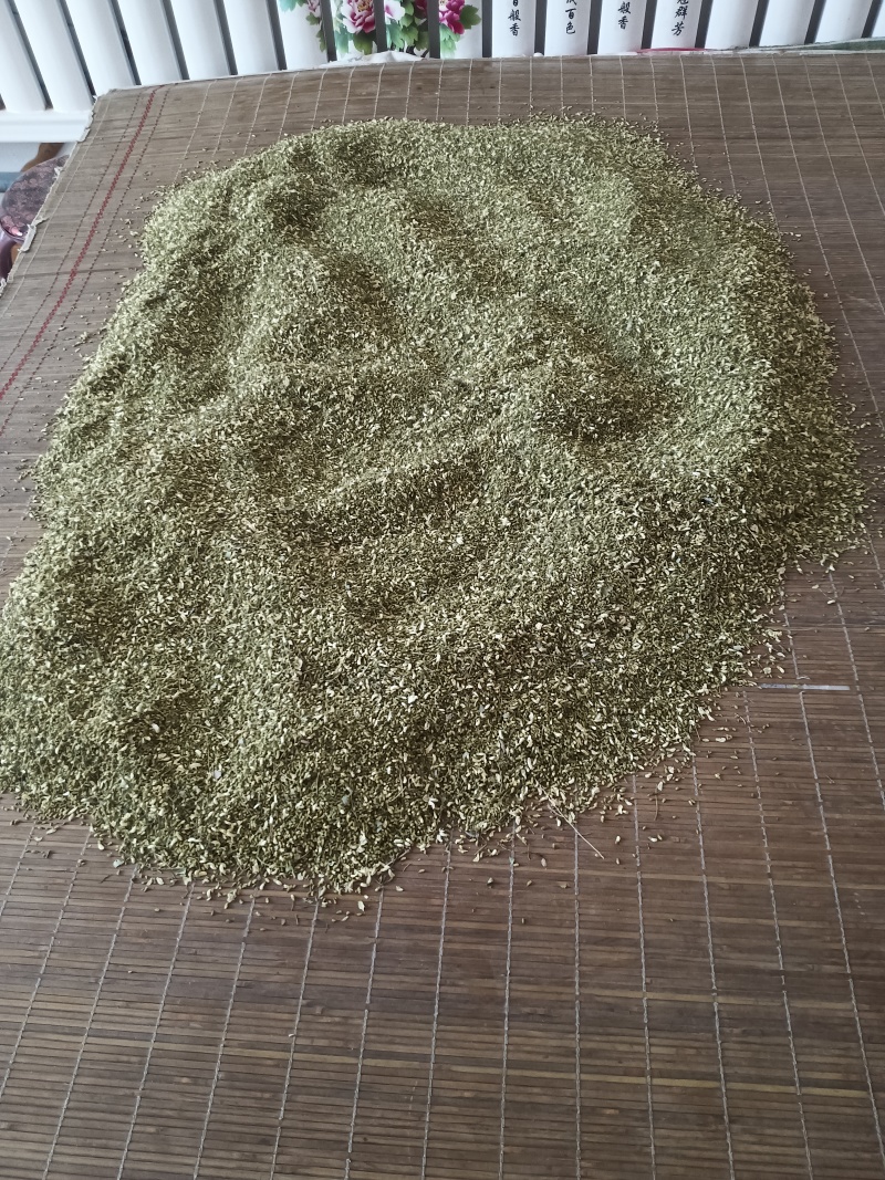 我用手工采摘纯净，优质好槐米