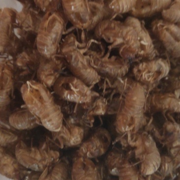 蝉蜕壳