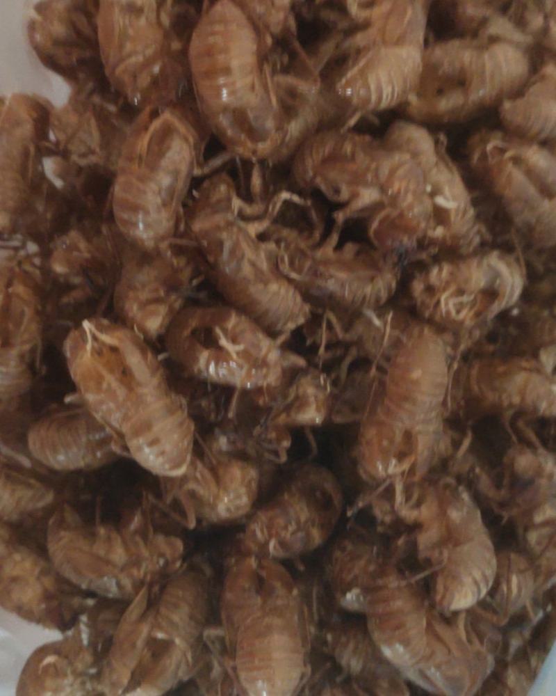 蝉蜕壳