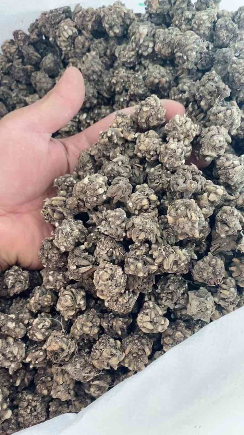 猫爪草原产地直发