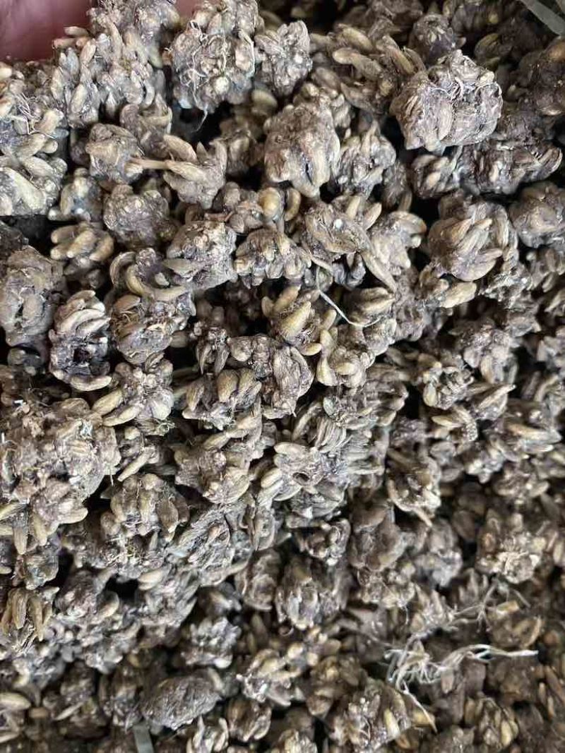 猫爪草原产地直发