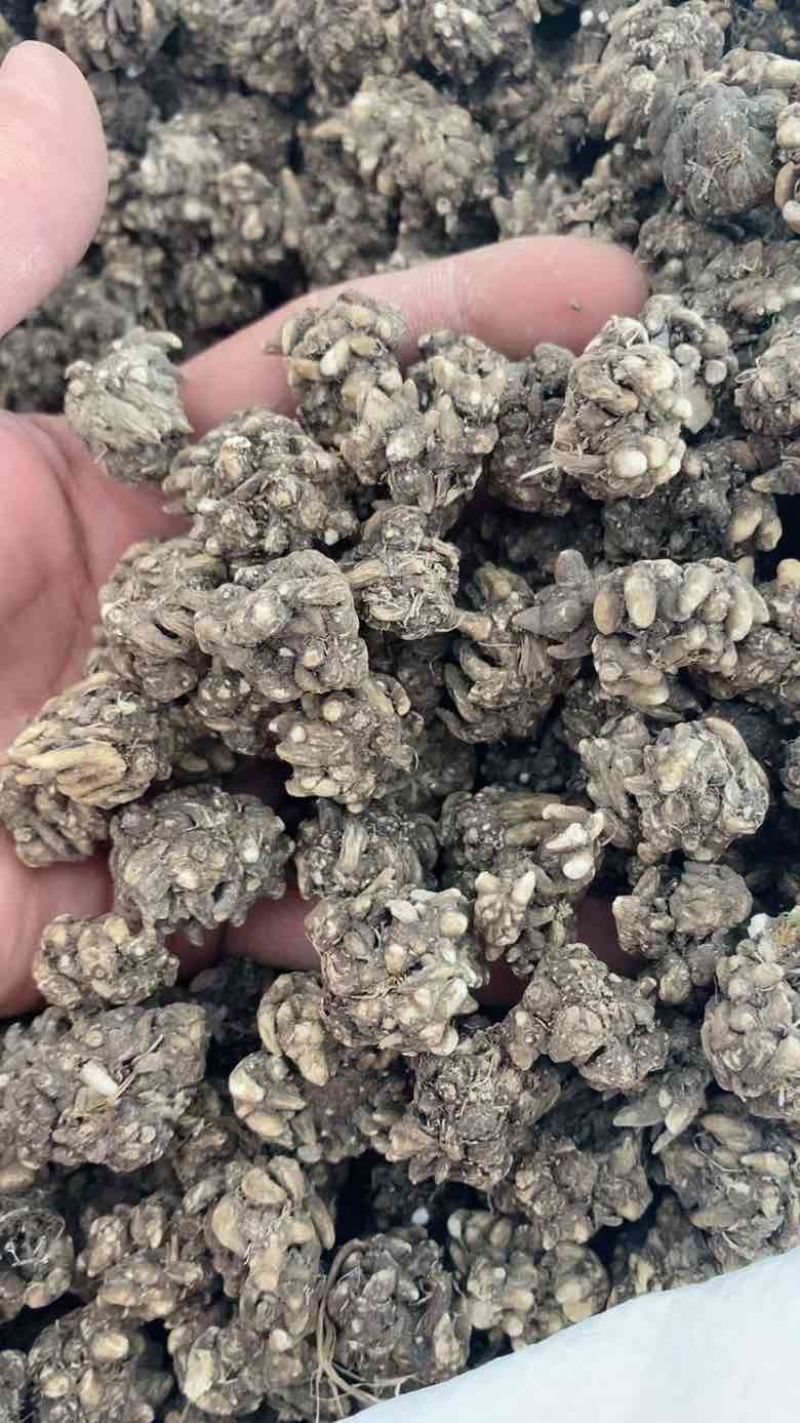 猫爪草原产地直发