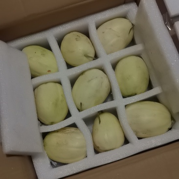 东北甜香瓜