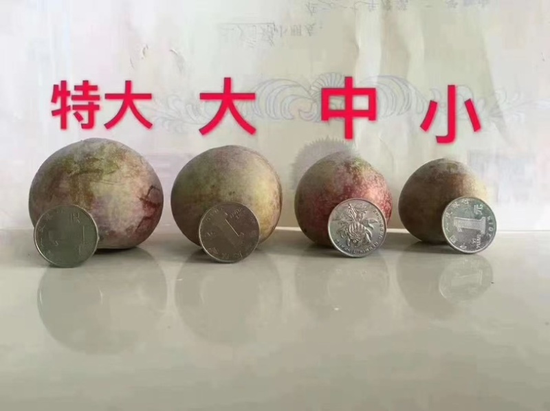 桃形李小果中果大果特大果，统货都有量大从欢迎骚扰