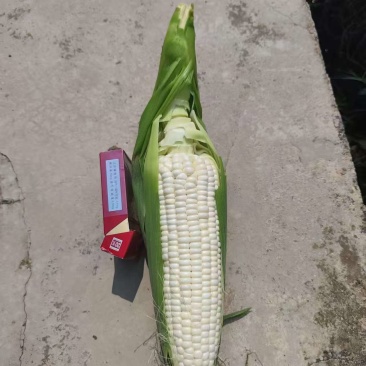 甜白糯玉米每包}300克至400克