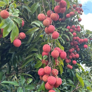 合江荔枝