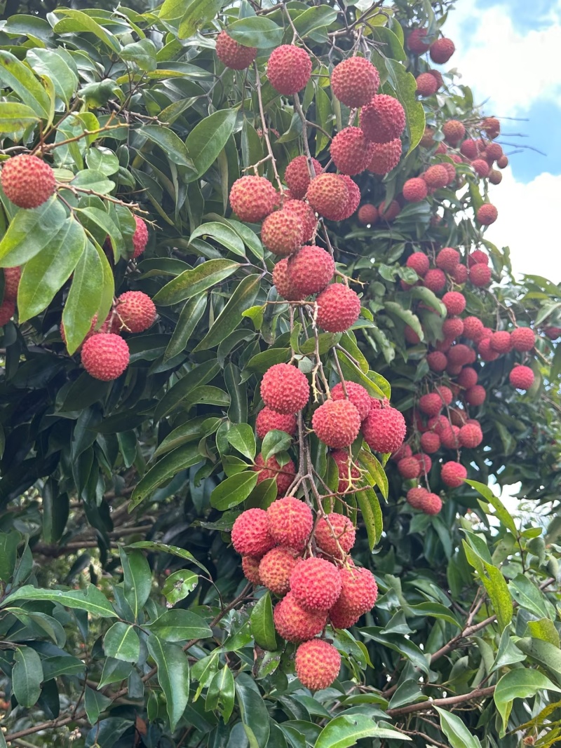 合江荔枝
