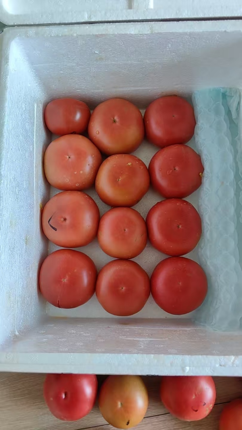内蒙古巴彦淖尔河套番茄
