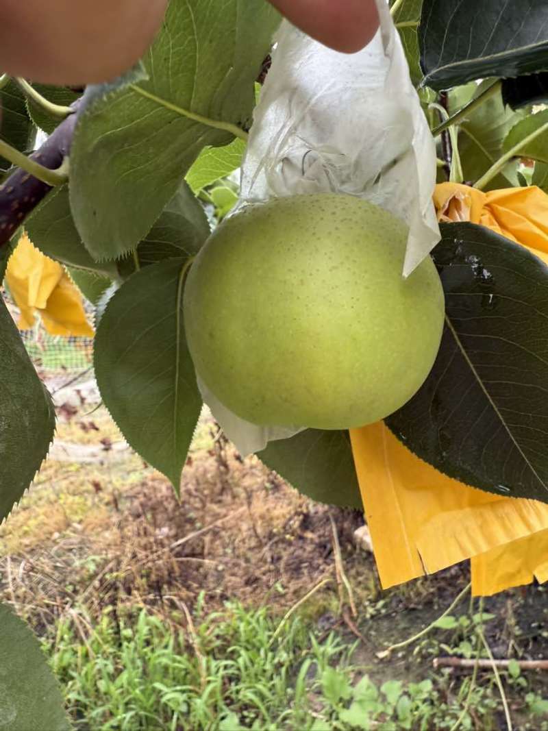 莱阳地区黄金梨超高品质
